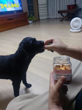 페페로니 진짜 오메가3 연어+소고기 180g+180g — 5점을 준 리뷰어가 2021년 7월 올린 사용 사진