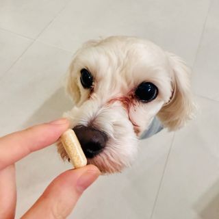 가드니아님이 올린 리뷰 사진 4