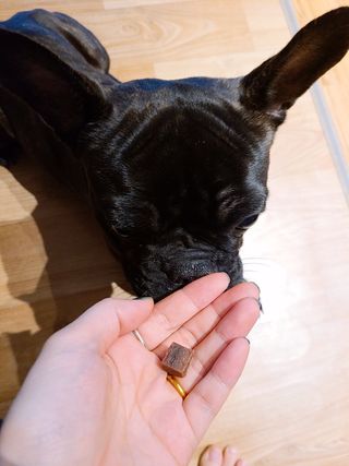 My Pet Care 천연단백질 눈건강에 개좋아 — 5점을 준 리뷰어가 2020년 12월 올린 사용 사진