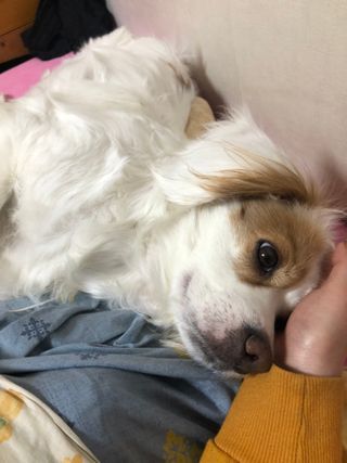 My Pet Care 천연단백질 관절건강에 개좋아 — 5점을 준 리뷰어가 2021년 1월 올린 사용 사진