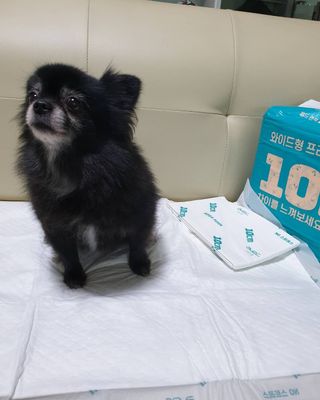 아베크 펫 와이드 프리미엄 대형 애견 강아지 배변 패드 30매 1팩 80g — 5점을 준 리뷰어가 2021년 7월 올린 사용 사진