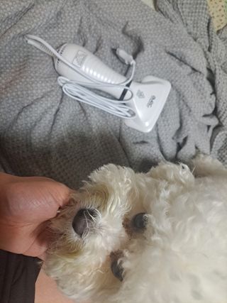아베크 펫 강아지 고양이 애견 에어 브러쉬 드라이기 올인원 — 5점을 준 리뷰어가 2021년 7월 올린 사용 사진