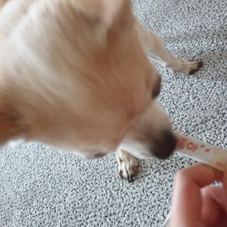 My Pet Care 모발과 모질 피부건강에 개좋아 — 5점을 준 리뷰어가 2021년 3월 올린 사용 사진