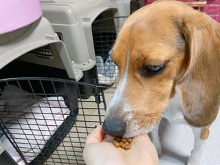 펫21 그로그로 5종 강아지 고양이 반려동물 한방 영양제 — 5점을 준 리뷰어가 2021년 12월 올린 사용 사진