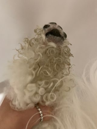 마리앤루이펫샴푸 [mari and louie pet shampoo] — 5점을 준 리뷰어가 2021년 6월 올린 사용 사진