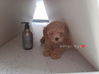 마리앤루이펫샴푸 [mari and louie pet shampoo] — 5점을 준 리뷰어가 2021년 7월 올린 사용 사진