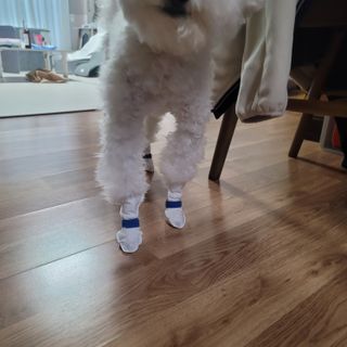 코보콩 에어슈즈 강아지 일회용 신발 소용량 패키지 20매 초경량  미끄럼방지 실내외 겸용 — 5점을 준 리뷰어가 2022년 2월 올린 사용 사진