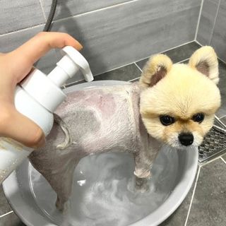 [댕모어 샴푸 2종] 댕샴푸 / 퍼피샴푸  2종 세트 (300ml) — 5점을 준 리뷰어가 2023년 8월 올린 사용 사진