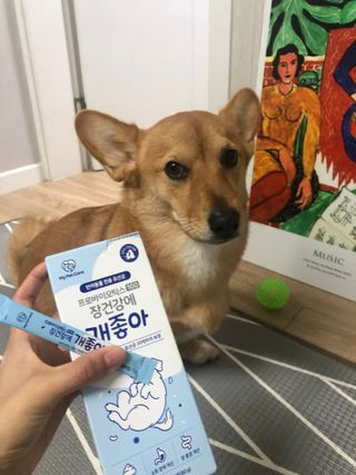 My Pet Care 장건강에 개좋아 — 5점을 준 리뷰어가 2021년 2월 올린 사용 사진