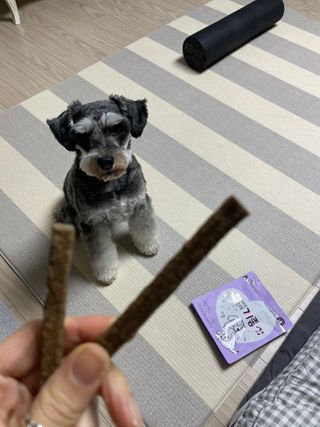 My Pet Care 천연단백질 치아건강에 개좋아 — 5점을 준 리뷰어가 2021년 1월 올린 사용 사진