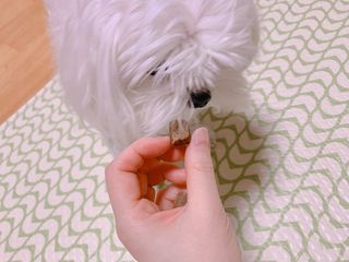 My Pet Care 천연단백질 관절건강에 개좋아 — 5점을 준 리뷰어가 2021년 3월 올린 사용 사진
