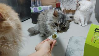 레디큐 다이어트 츄 젤리 가르시니아 5입 X 10팩 — 5점을 준 리뷰어가 2021년 2월 올린 사용 사진