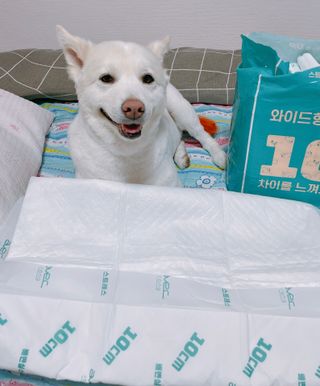 아베크 펫 와이드 프리미엄 대형 애견 강아지 배변 패드 30매 1팩 80g — 5점을 준 리뷰어가 2021년 7월 올린 사용 사진