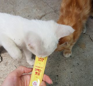 페페로니 잘 먹는 캣츄 - 무항생제 닭고기 12개 + 원양선 참치 12개 — 5점을 준 리뷰어가 2021년 8월 올린 사용 사진