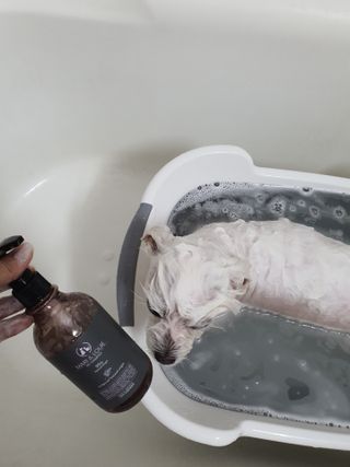 마리앤루이펫샴푸 [mari and louie pet shampoo] — 5점을 준 리뷰어가 2021년 5월 올린 사용 사진