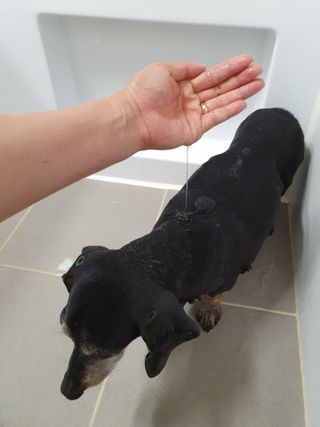 마리앤루이펫샴푸 [mari and louie pet shampoo] — 5점을 준 리뷰어가 2021년 5월 올린 사용 사진