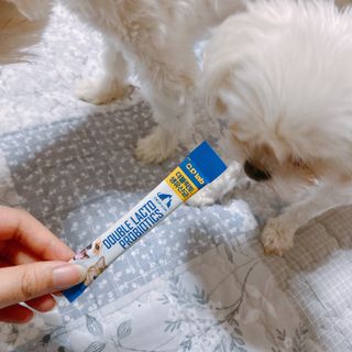 씨디랩 구강에서 장까지 한 번에 관리하는 더블락토 강아지 고양이 유산균 — 5점을 준 리뷰어가 2021년 6월 올린 사용 사진