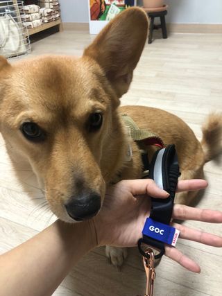 베이컨박스 [BACON] 고아웃클럽 산책 안전벨트 리뉴얼 - 중,대형견용 — 5점을 준 리뷰어가 2021년 12월 올린 사용 사진