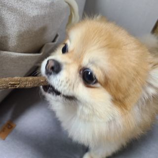 My Pet Care 천연단백질 치아건강에 개좋아 — 5점을 준 리뷰어가 2021년 1월 올린 사용 사진