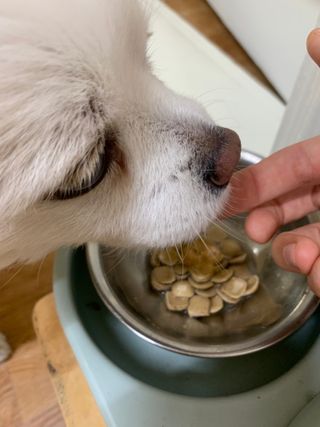 My Pet Care 모발과 모질 피부건강에 개좋아 — 5점을 준 리뷰어가 2021년 4월 올린 사용 사진