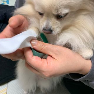 코보콩 에어슈즈 강아지 일회용 신발 소용량 패키지 20매 초경량  미끄럼방지 실내외 겸용 — 4.5점을 준 리뷰어가 2022년 2월 올린 사용 사진