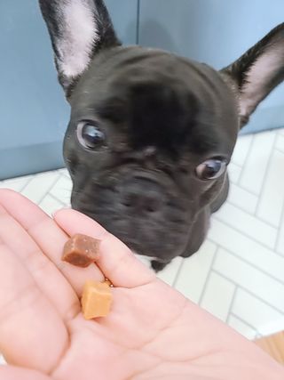 페페로니 진짜 오메가3 연어+소고기 180g+180g — 5점을 준 리뷰어가 2021년 7월 올린 사용 사진