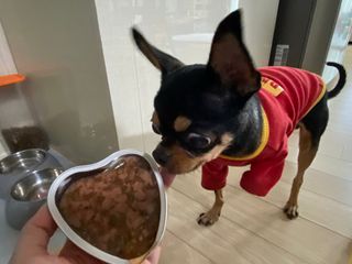 비타크래프트 조에시 하트캔 85g 강아지 습식캔 10캔 — 5점을 준 리뷰어가 2021년 10월 올린 사용 사진