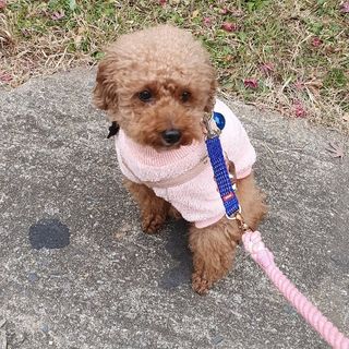 베이컨박스 [BACON] 고아웃클럽 산책 안전벨트 라이트 - 소형견용 — 5점을 준 리뷰어가 2021년 12월 올린 사용 사진