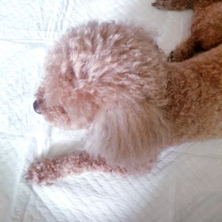 아베크 펫 와이드 프리미엄 대형 애견 강아지 배변 패드 30매 1팩 80g — 5점을 준 리뷰어가 2021년 7월 올린 사용 사진