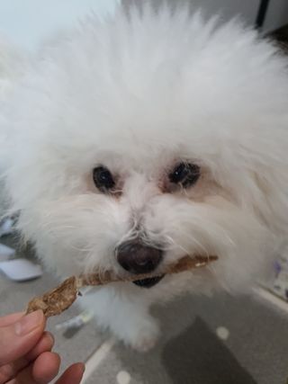 [보헤리] 국내산 강아지 육포간식 바삭 64 2종 — 5점을 준 리뷰어가 2022년 3월 올린 사용 사진