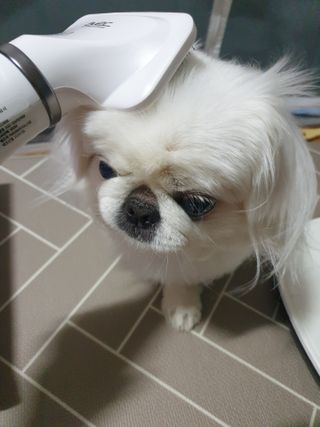 아베크 펫 강아지 고양이 애견 에어 브러쉬 드라이기 올인원 — 5점을 준 리뷰어가 2021년 7월 올린 사용 사진