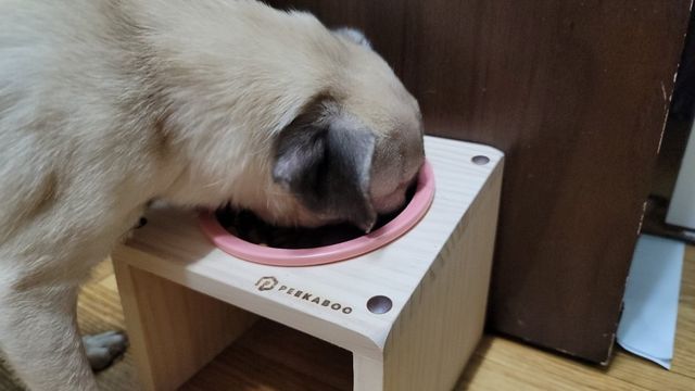 토우 구운오리 고구마독 리뷰 사진