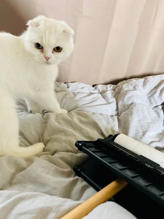 화이집사님이 올린 리뷰 사진 3
