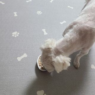 비타크래프트 조에시 하트캔 85g 강아지 습식캔 10캔 — 5점을 준 리뷰어가 2021년 10월 올린 사용 사진