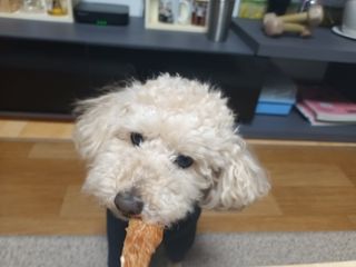[보헤리] 국내산 강아지 육포간식 바삭 64 2종 — 5점을 준 리뷰어가 2022년 4월 올린 사용 사진