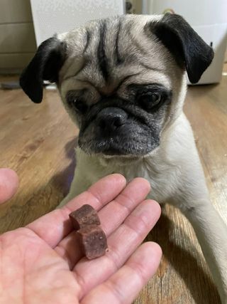My Pet Care 천연단백질 눈건강에 개좋아 — 4점을 준 리뷰어가 2021년 2월 올린 사용 사진