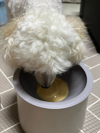 보리엄마님이 올린 리뷰 사진 2