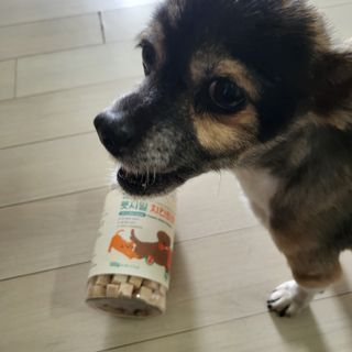 [펫시밀] 원물그대로 영양듬뿍 진공동결건조 북어트릿75g,치킨트릿100g,연어트릿75g 강아지 고양이 간식 — 5점을 준 리뷰어가 2023년 6월 올린 사용 사진
