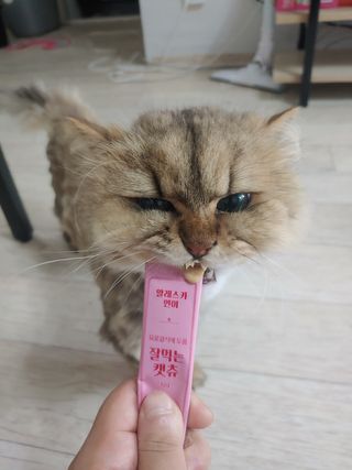 페페로니 잘 먹는 캣츄 - 알래스카 연어 24개입 — 5점을 준 리뷰어가 2021년 7월 올린 사용 사진