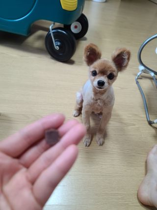 My Pet Care 천연단백질 눈건강에 개좋아 — 5점을 준 리뷰어가 2021년 4월 올린 사용 사진