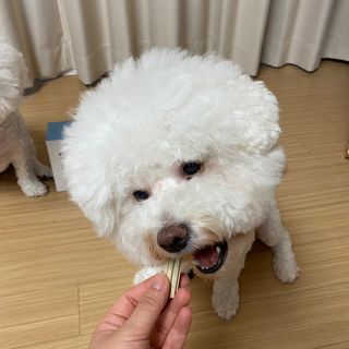 페페로니 2종 세트 클린플러스 덴탈껌 치킨+덕 — 5점을 준 리뷰어가 2021년 8월 올린 사용 사진