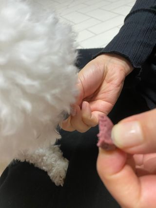 My Pet Care 천연단백질 눈건강에 개좋아 — 5점을 준 리뷰어가 2021년 1월 올린 사용 사진