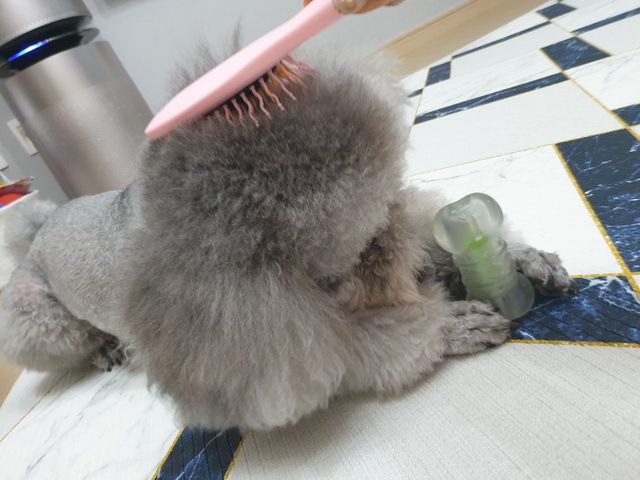 아이캔디 레인보우 볼륨S  브러쉬 for PET 미디엄 리뷰 사진