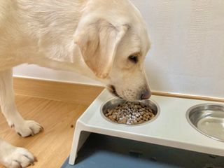 My Pet Care 모발과 모질 피부건강에 개좋아 — 3점을 준 리뷰어가 2021년 4월 올린 사용 사진