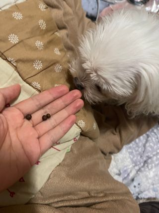 펫21 그로그로 에너지 강아지 고양이 반려동물 한방 영양제 비타민 종합 영양제 — 5점을 준 리뷰어가 2022년 1월 올린 사용 사진