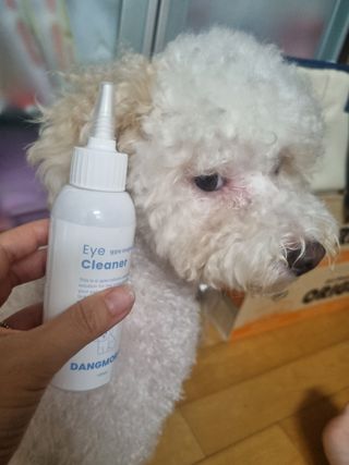 [댕모어 클리너 3종] 아이클리너 / 이어클리너 / 덴탈클리너 3종 세트 (120ml) — 5점을 준 리뷰어가 2023년 10월 올린 사용 사진