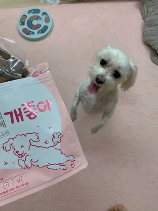 My Pet Care 천연단백질 관절건강에 개좋아 — 5점을 준 리뷰어가 2021년 3월 올린 사용 사진