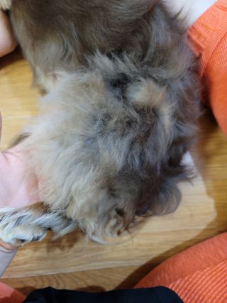 아베크 펫 강아지 고양이 애견 에어 브러쉬 드라이기 올인원 — 5점을 준 리뷰어가 2021년 7월 올린 사용 사진