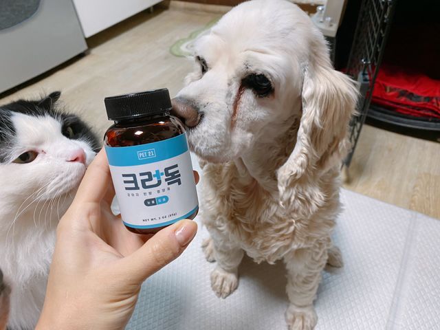 펫21 크러독 아이즈 강아지 눈물 영양제 리뷰 사진