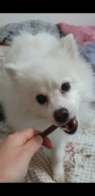 My Pet Care 천연단백질 치아건강에 개좋아 — 5점을 준 리뷰어가 2020년 12월 올린 사용 사진